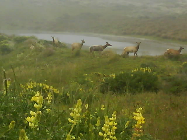 263 Elk On Tamales Trail 2nd Jun 2010.jpg